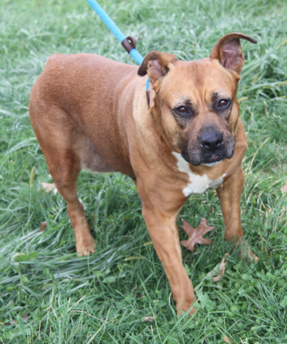 Adopt-a-pet: Chloe